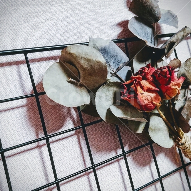 꽃,장미,빈티지,감성사진,드라이플라워,인테리어,디자인,식물,자연,plants,nature,꽃,flower,인테리어,실내디자인,interior design