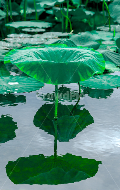 반영,연잎,문양,무늬,연못,식물,자연,plants,nature