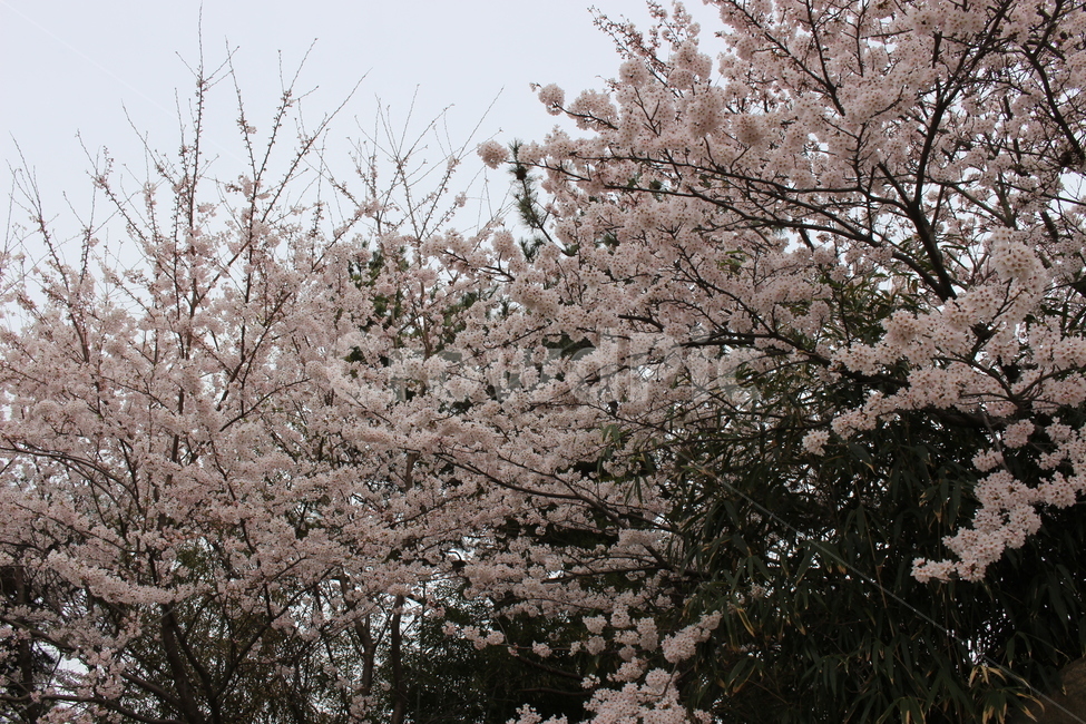 plant,식물,flower,꽃,벚꽃,봄,화사함,나무,벚꽃나무,봄,계절,spring,season,식물,자연,plants,nature,꽃,flower,blossom,cherry blossom