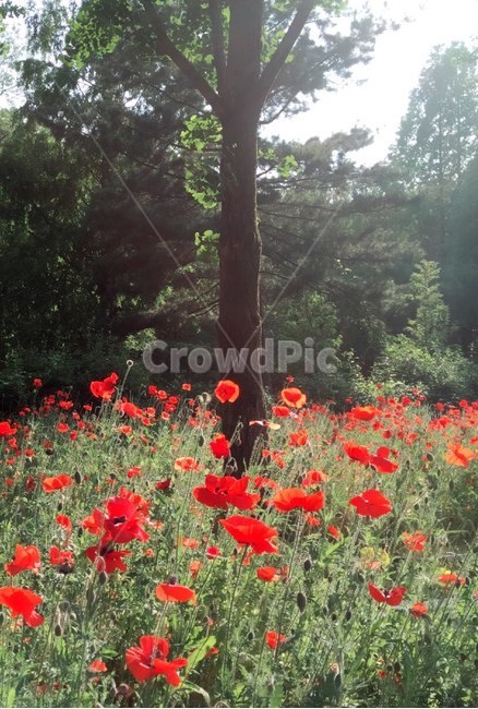 자연,꽃,붉은꽃,봄,나무,자연,풍경,nature,landscape,식물,plants,꽃,flower,나무,trees,wood,plant,blossom