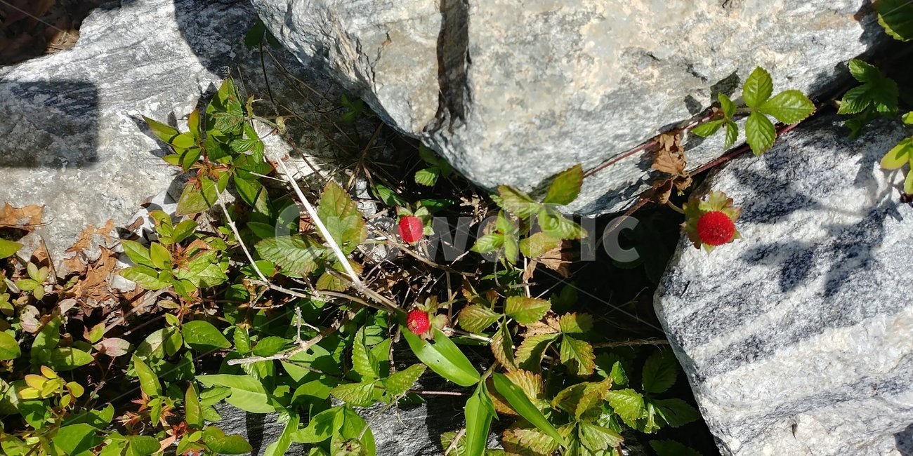 쌍떡잎식물,장미과,산과들에자라는식물,뱀딸기,라즈베리,식물,자연,plants,nature