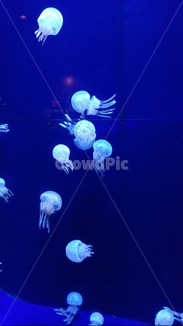해파리,수족관,파란색,바다,아쿠아리움,바다생물,동물