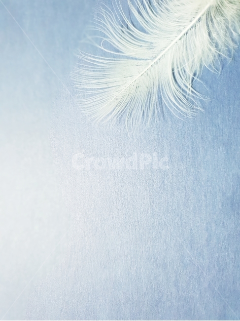 배경,새털,깃털,조류,배경이미지,동물,background,색감,바탕,텍스쳐,질감,패턴,배경화면,이미지,빈공간
