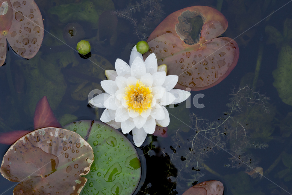 자연,연못,연꽃,수면위,연꽃잎,추억,불교,식물,식물,자연,plants,nature,꽃,flower