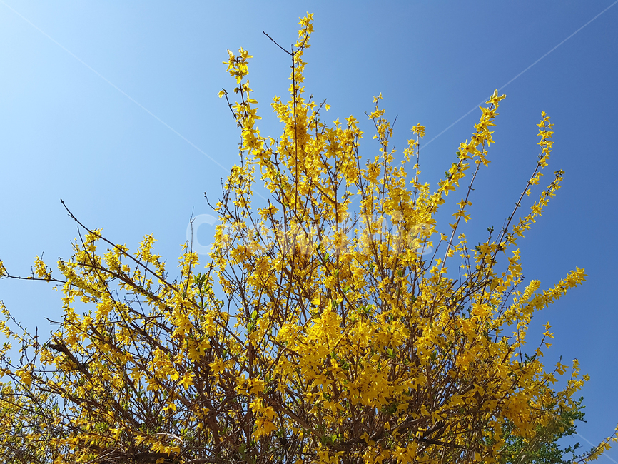 개나리,봄,꽃,식물,자연,예쁜꽃,꽃배경,작은꽃,forsythia,식물,자연,plants,nature,꽃,flower