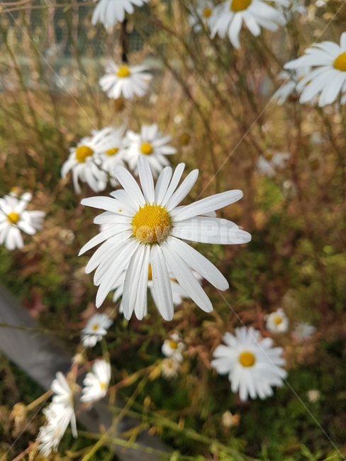꽃,가을,코스모스,흰색꽃,풍경,식물,풍경사진,여행,사진,촬영,사진촬영,autumn,cosmos,flower,view,식물,자연,plants,nature,꽃,flower
