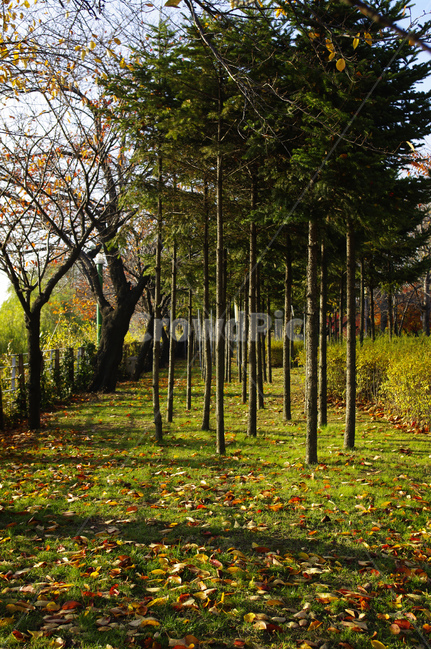 autumn,가을,나무,단풍,식물,가을,계절,fall,autumn,season,자연,풍경,nature,landscape,tree,plant,tree trunk,나무 줄기
