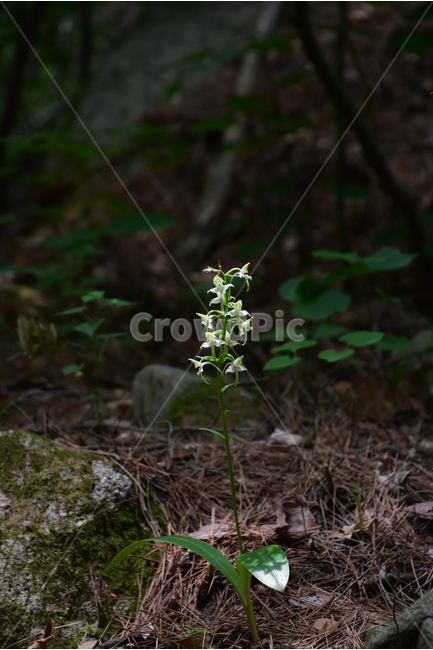 제비난초,야생화,생태,식물,자연,꽃,힐링,플라워,wildflower,flower,plants,nature,season,감성,느낌,emotion,feeling,초본,난초과,제비난초속,식물,자연,plants,nature,꽃,flower