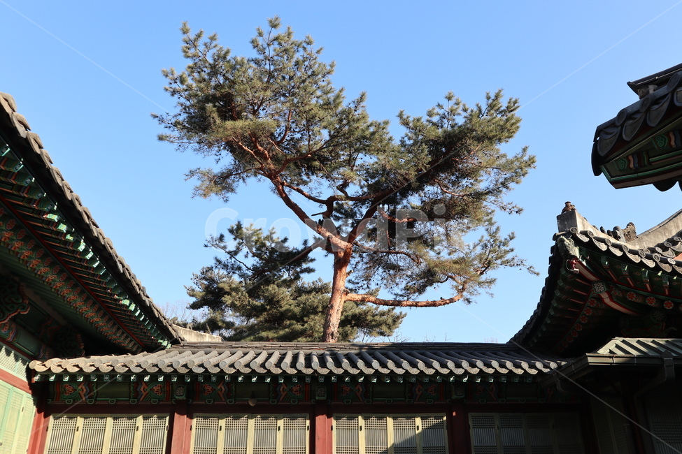 창덕궁,문화재,전통건축,고궁,기와,한국,조선,보물,문화유산,궁,왕,궁궐,한국전통,한국문화,korean traditional,korean culture,랜드마크,landmark,tourist attraction,한국랜드마크,한국관광지,한국명소,korea landmark,korea tourist attraction,건축물,건물외관,exterior,building,structure,architecture,construction