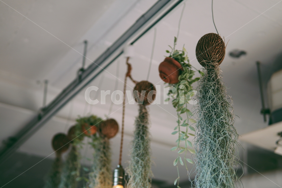 틸란드시아,식물,plant,garden,hanging,실내용화초,화분,화초,house plant