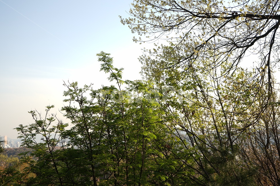 숲,나무,식물,가지,tree