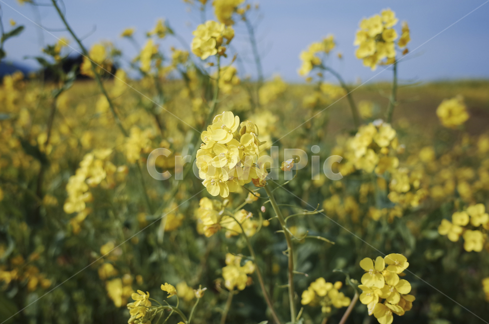 유채꽃,유채,plant,식물,flower,꽃,yellow,green,봄꽃,노란꽃,노란,초록,노랑