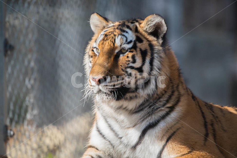 tiger,mammal,호랑이,포유류,wildlife,animal,야생생물,동물,동물원,zoo,동물,animal,포유류,mammal