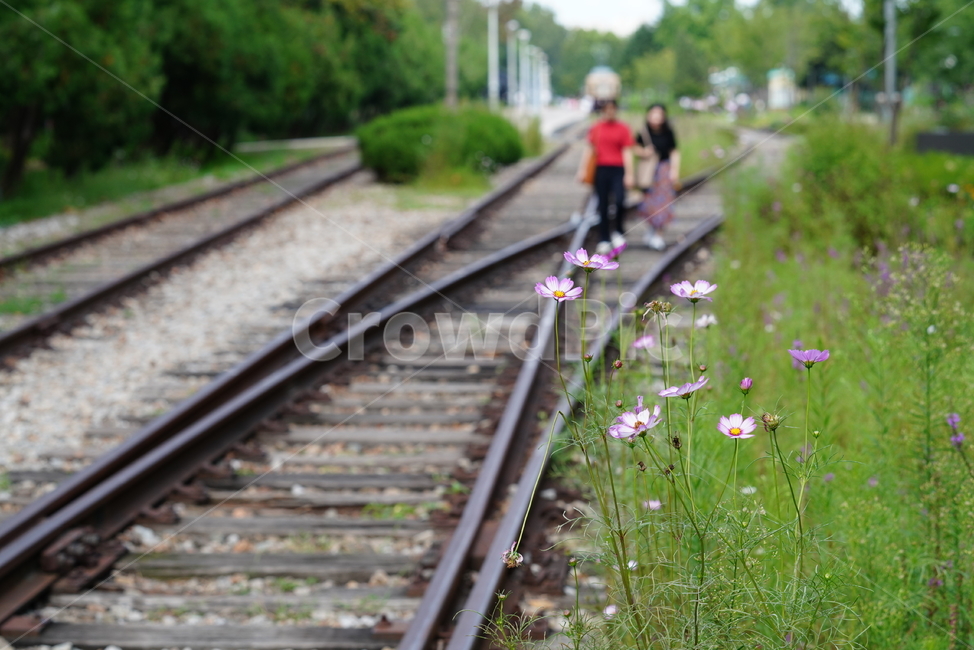 철길,레일,rail,길,철,기찻길,교통,코스모스,꽃,식물,교통,교통수단,traffic,transportation