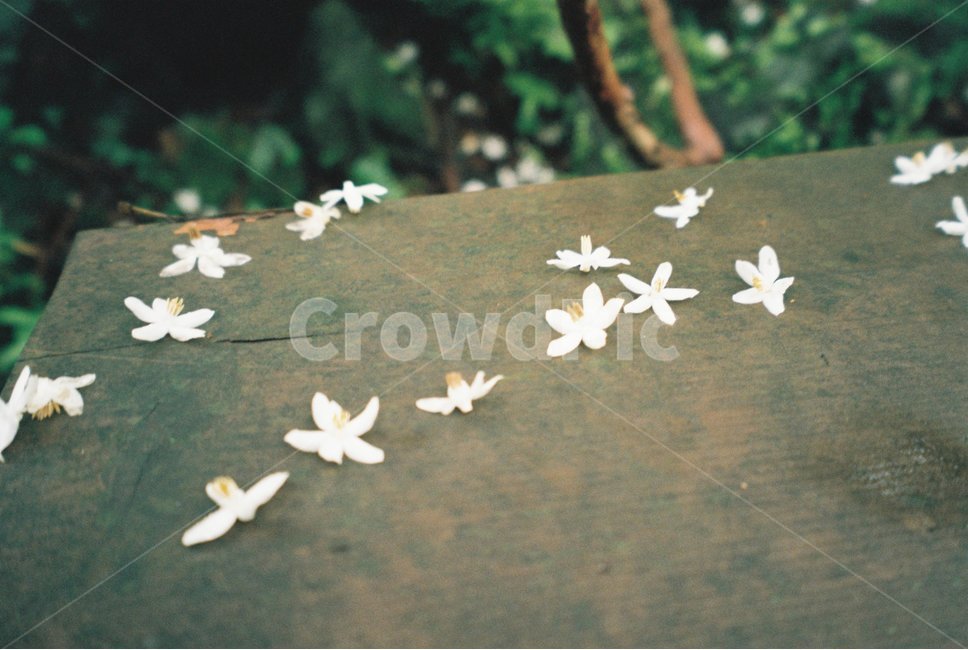제주도,숲,자연,꽃,감성사진,꽃,flower,감성,sensible,feeling