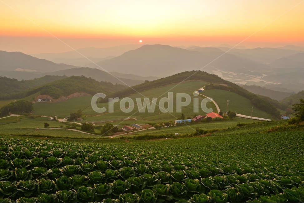 안반데기,안반데기일출,안반데기여명,안반데기배추밭,안반데기아침,nature,자연,outdoors,옥외,농업,농사,agriculture,farming,farming industry