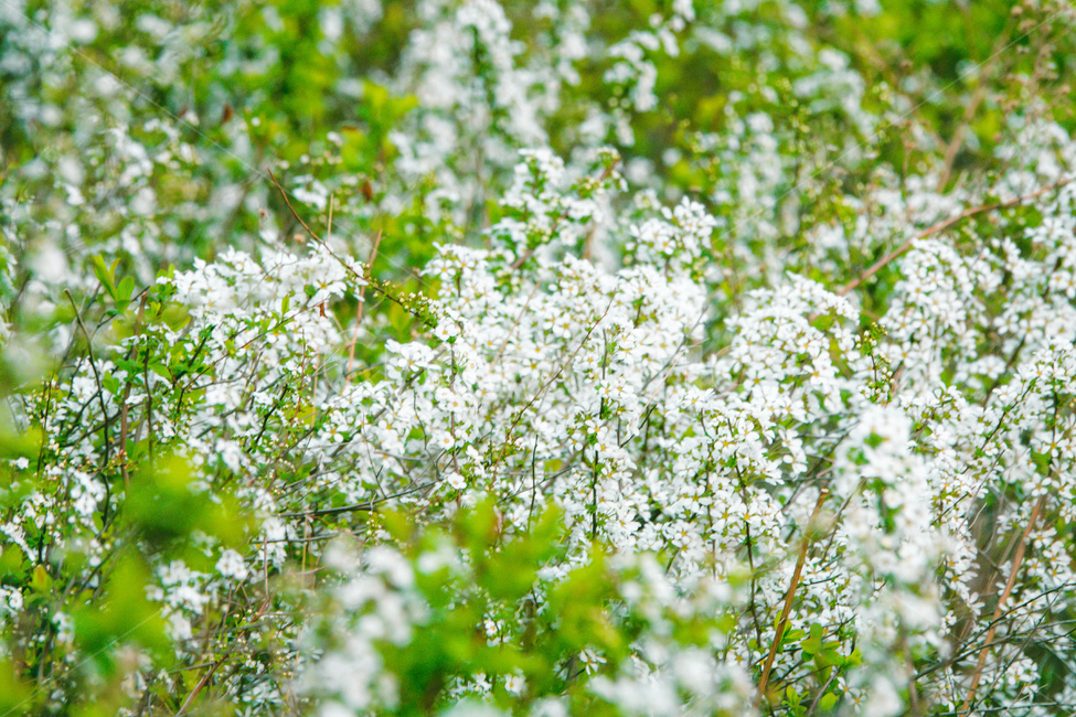 들꽃,꽃,봄,들판,푸르름,푸름,푸르다,흰색,흰색꽃,식물,자연,plants,nature,꽃,flower