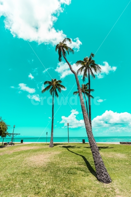 하와이,hawaii,야자수,야자나무,palmtree,자연,풍경,nature,landscape,여름,계절,summer,season,해변,바다,beach,sea,여행,휴가,traveling,vacation,trip,해외,외국,세계,foreign,oversea,world,색깔,색상,색채,색감,color sense,color sensitivity,feeling of color