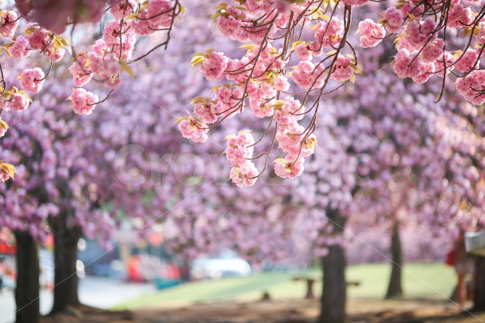 불국사,봄,꽃,겹벚꽃,핑크,화사함,풍경,식물,자연,plants,nature,봄,계절,spring,season,꽃,flower,plant,blossom