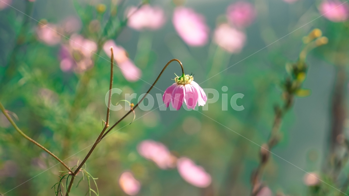 봄,꽃,코스모스,여행,자연,가을,계절,fall,autumn,season,식물,자연,plants,nature,꽃,flower,감성,sensible,feeling,plant,petal,꽃잎,blossom