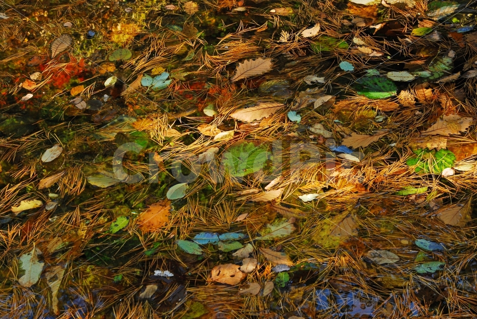 낙엽,자연,순환,감성,늦가을,가을,시즌,계절,단풍잎,단풍,leaf,season,maple,시안,디자인,디자이너,출판,편집,책자,서적,사보,카다로그,콘텐츠,리플렛,브로셔,컨셉,콘셉,컨셉트,모바일,팝업,전단,광고,색감,칼라풀,아름다운,뷰티풀,beautiful,sns,ebook,웹,마케팅,마켓팅,필,느낌,서정,나뭇잎,autumn,fall,red,color,emotion,feeling,11월,10월,찬란한,화려한,배경,바탕,백그라운드,background,colorful,금빛,가을,계절,fall,autumn,season,잎,plant,식물,land,땅,outdoors,옥외,nature,water,물
