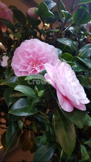 꽃,동백꽃,flower,식물,plant