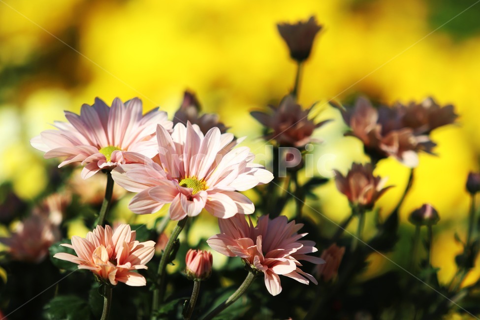 plant,식물,국화,꽃,가을,식물,자연,plants,nature,꽃,flower