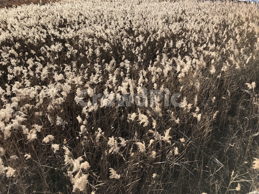 plant,식물,순천만,습지,갈대,reed,갈대군락지,겨울,winter