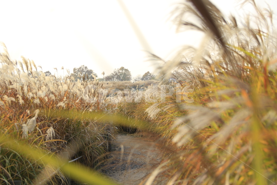 하늘공원,공원,억새,꺽새,갈대,가을,늦가을,초겨울,감성,길,공원길,grass,잔디,plant,식물