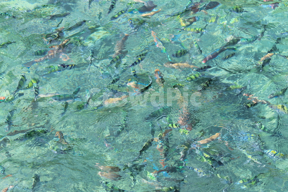 물고기,water,물,fish,tropicalsea,tropicalfish,sea,바다,대양,ocean,어류,물고기,fish