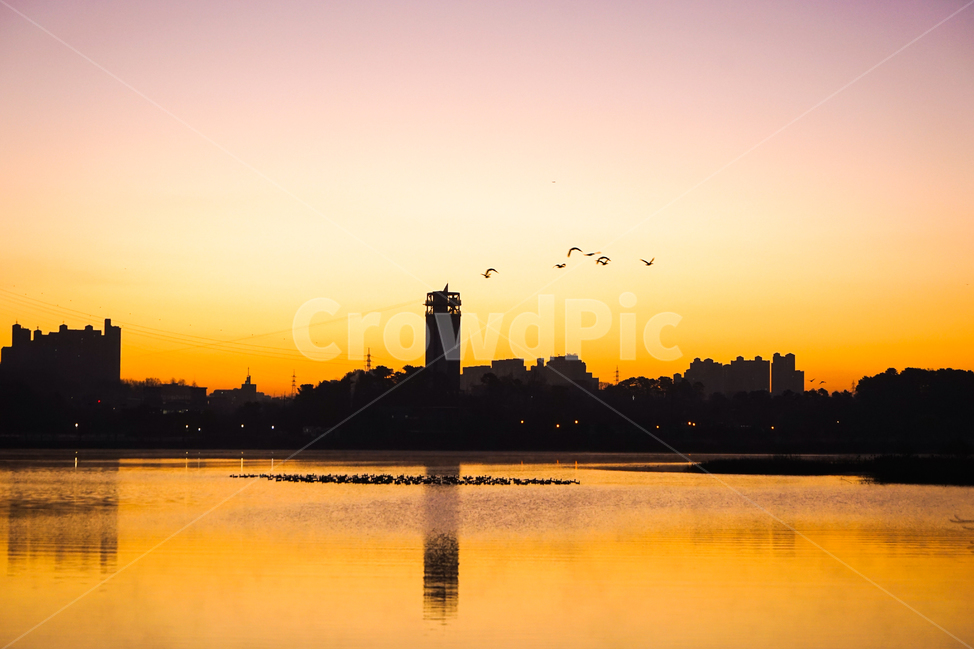겨울철새,조류,철새,동물,호수,비행,군무,도시,풍경,city,landscape,한국도시풍경,한국도시경관,korea cityscape,실루엣,그림자,silhouette,shadow,building,건물,architecture,건축물,tower,탑,bird,새,animal
