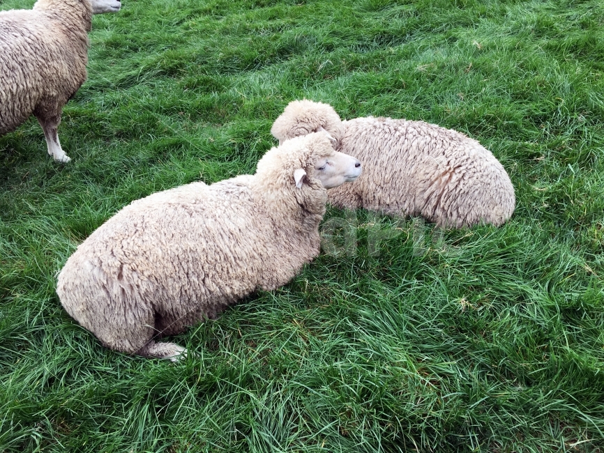 대관령,양떼,목장,양,동물,동물,animal,포유류,mammal,산업,industry,industrial,목축업,목장,livestock farming,ranching,pasture