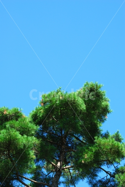 국산,토종,소나무,재선충,재선충병,예방,방재,산림,병해충,총력,의심목,시료,채취,산림환경,연구소,검경,의뢰,공원,가로수,녹지대,방제활동,방제,매개충,발생,경계,임야,지상,연막기,차량,휴대용,보호수,철저,차단,명품,품종,비상,선재,대응,항공예찰,식물,배경,가을,겨울,12월,크리스마스,성탄절,식물,자연,plants,nature