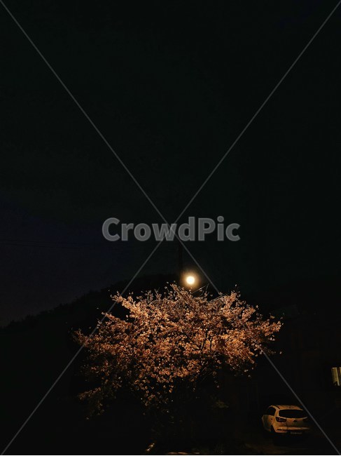 봄,봄봄봄,벚꽃,벚꽃엔딩,봄날,분홍,봄,계절,spring,season,야경,밤,풍경,nightscape,night,landscape,nature,자연,outdoors,옥외