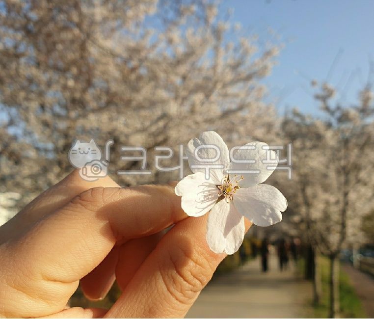 plant,식물,벚꽃,봄,산책,나들이,설렘,봄날,시작,계절,꽃