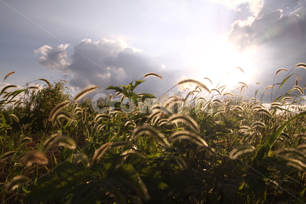 강아지풀,풀,들풀,자연,풍경,빛,nature,자연,풍경,nature,landscape,plant,식물,grass,잔디