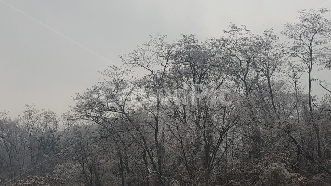 겨울나무,눈,겨울,자연,nature