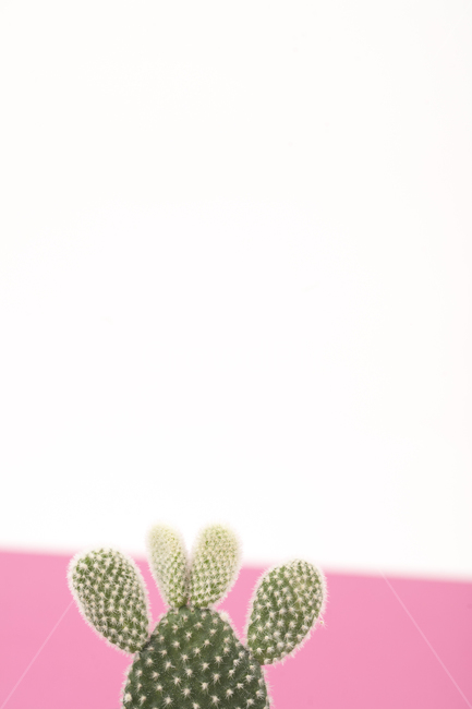 선인장,플랜테리어,다육식물,식물,인테리어,다육,가시,화분,오브젝트,열대식물,배경,백그라운드,그린,녹색,클로즈업,자라다,성장,보태니컬,데코,데코레이션,물주기,사막식물,반려식물,분갈이,공기정화,수경재배,소확행,아열대식물,다육이,백도선,핑크,분홍색,가드닝,가든,정원,화이트,흰색,식물,자연,plants,nature