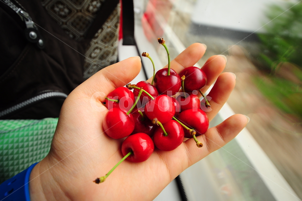 풍경,과일,간식,체리,손,음식,식재료,요리,food,cook,meal,dishes,food reserves,과일,열매,fruit
