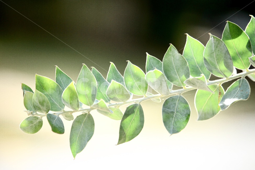 나뭇잎,초록,자연,식물,싱그러운,잎사귀,여름,봄,감성,식물,자연,plants,nature