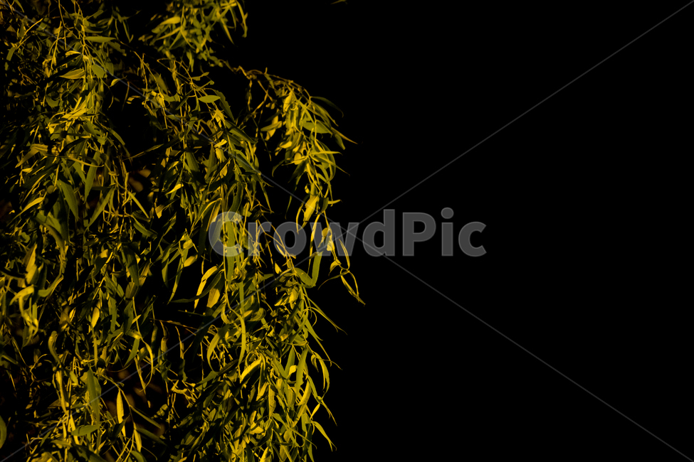 tree,plant,나무,식물,밤하늘,식물,자연,plants,nature,나무,trees,wood