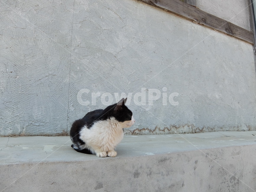 cat mom,stray cat,cat,abandoned cat