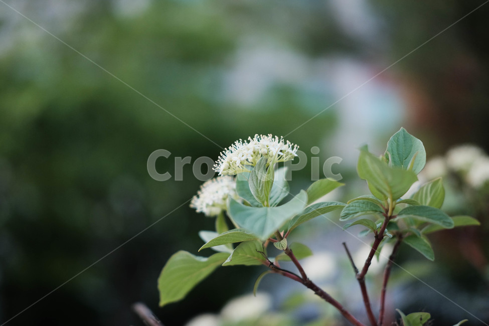 봄,꽃,꽃잎,진달래,식물,plant,flower,spring,식물,자연,plants,nature
