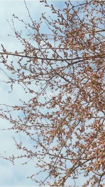 꽃봉우리,꽃봉오리,벚꽃봉오리,벚꽃봉우리,식물,나무,tree,꽃나무