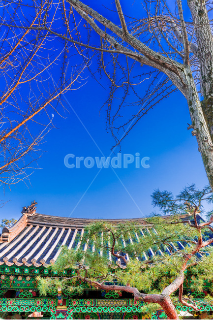 단청,기와,종각,패턴,문양,한국전통,한국문화,korean traditional,korean culture,식물,자연,plants,nature,나무,trees,wood,건축물,건물외관,exterior,building,structure,architecture,construction