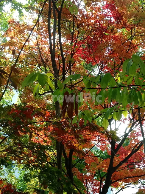 가을,단풍,낙엽,maple,plant,식물,단풍나무,단풍잎,leaf,잎,tree,나무,계절,fallautumnseason,가을단풍,자연,풍경,경치,가을,계절,fall,autumn,season,식물,자연,plants,nature,나무,trees,wood