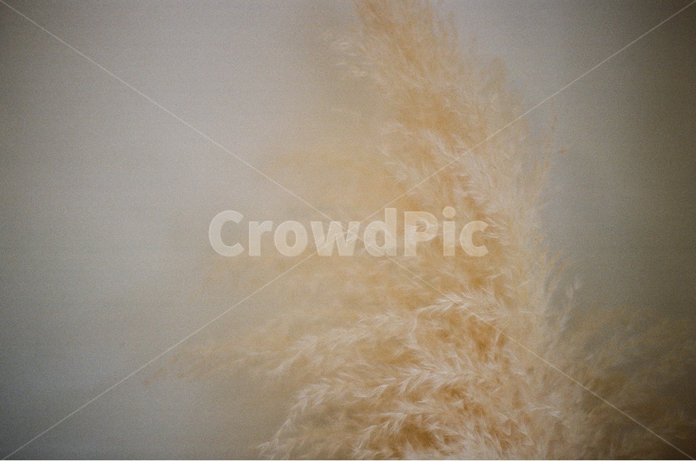 film photography,Reed,dreamy,space,Emotional photo