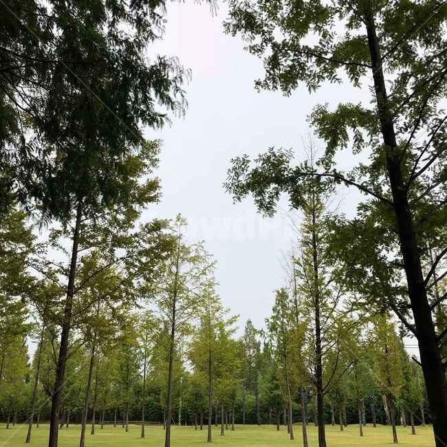 grass,잔디,plant,식물,tree,나무,자연
