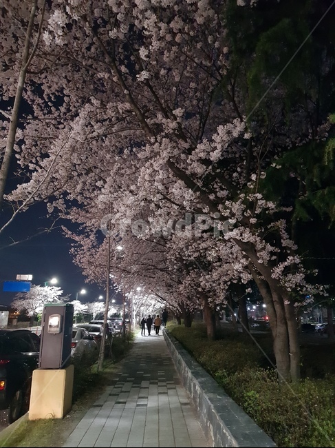 밤,산책,벚꽃,거리,감성,나무,보도블럭