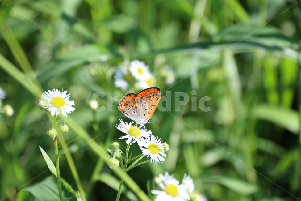 나비,자연,곤충,insect,식물,butterfly,풀,꽃,동물
